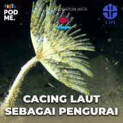 Cacing Laut Sebagai Pengurai | Ft. Joko Pamungkas